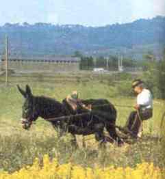 racconti di campagna