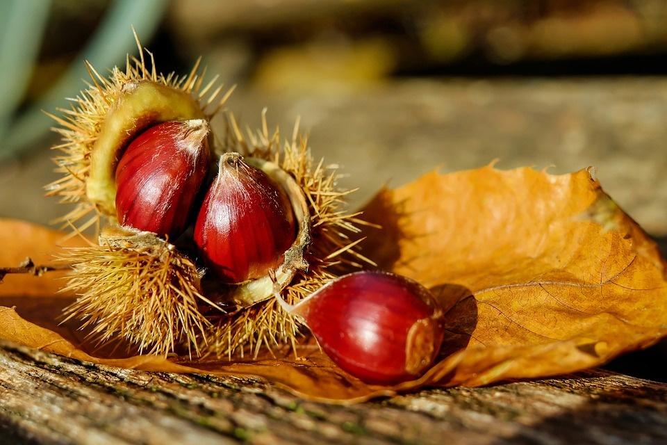 Poesia di Marino Moretti  Le castagne